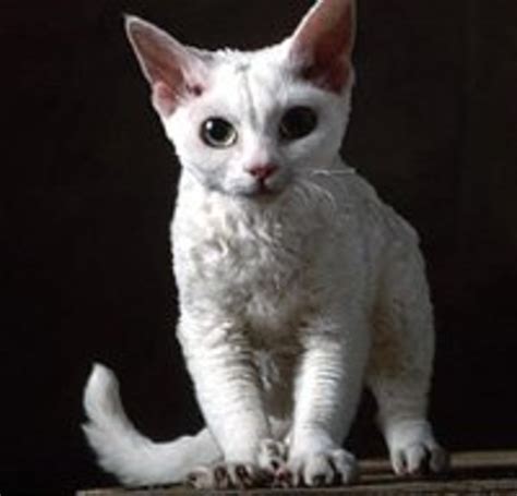 6 World's Weirdest Looking Cat Breeds | HubPages