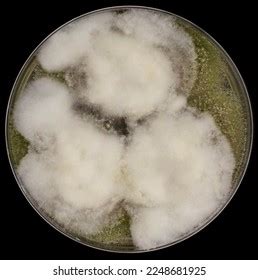 Filamentous Fungi On Agar Petri Dish Stock Photo 2248681925 Shutterstock