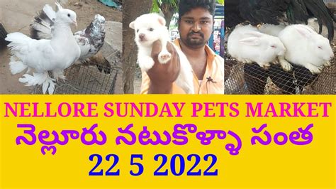 Nellore Sunday Natukolla Market Pets Market