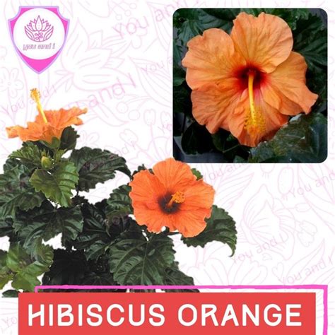 Jual Benih Biji Hibiscus Orange Bunga Kembang Sepatu Shopee Indonesia