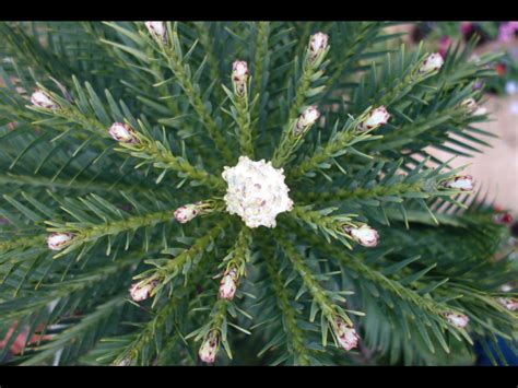 Wollemi Pine | Rob's Nursery