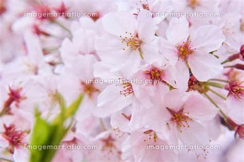 しべの周囲が赤くなり散り始めのサインが出ている桜の花の写真素材 [207797668] イメージマート