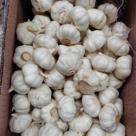 Pure White Garlic Kousta Agro Farms