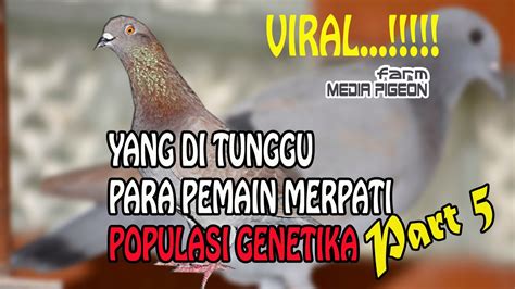 MERPATI LOVERS PENGENTALAN GENETIKA RAHASIA PENCETAK PARA MERPATI