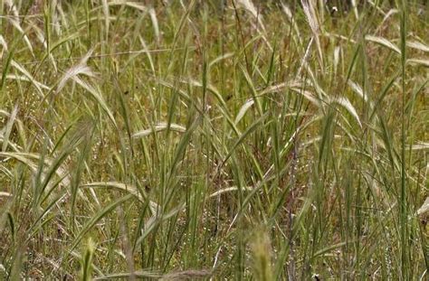 How To Grow Use And Care For Woollysheath Threeawn Grass Aristida Lanosa Agric4profits