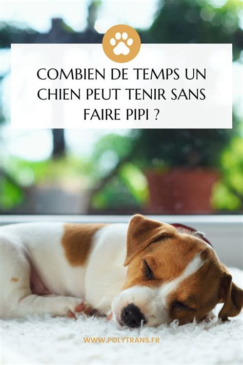 Combien De Temps Un Chien Peut Tenir Sans Faire Pipi Artofit