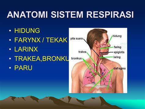 Halaman Unduh Untuk File Gambar Anatomi Sistem Respirasi Yang Ke 48