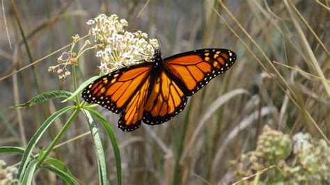 Creating a Monarch Butterfly Habitat - GlobalGiving