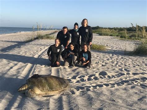 Sccf Wraps Up Record Breaking Sea Turtle Season News Sports Jobs