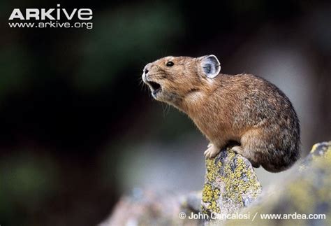 American Pika Photo American Pika North American Wildlife Pika