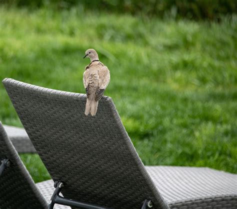 Morning Mourning Doves Photograph Free Stock Photo - Public Domain Pictures