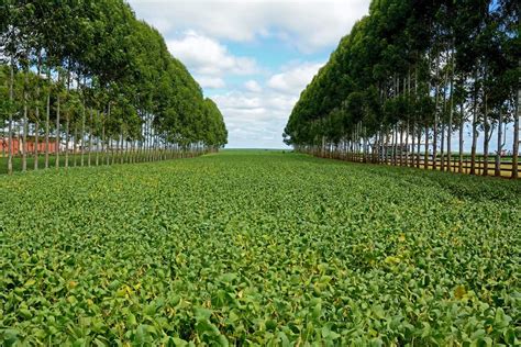 O que é SAF entenda tudo sobre sistemas agroflorestais