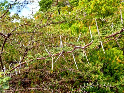 Close-up of Thorns of an Acacia Tree on Vegetal Background. Vegetation ...