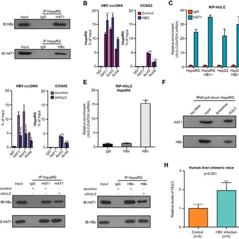 Hat Caf Signaling Confers To The Assembly Of Hbv Cccdna