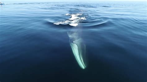 Le Rorqual Commun Physale The Lost Cetacean