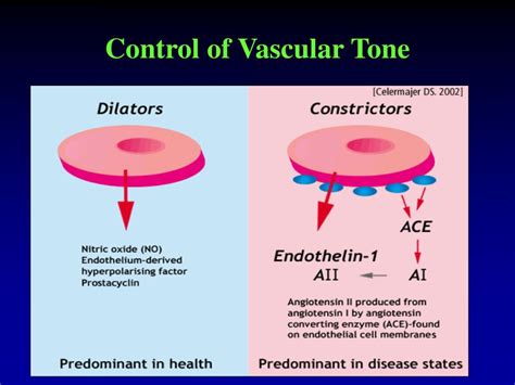 Ppt Endothelial Dysfunction In Hypertension Powerpoint Presentation Id 828396