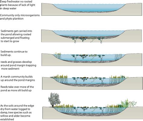 Ecological Succession In Water