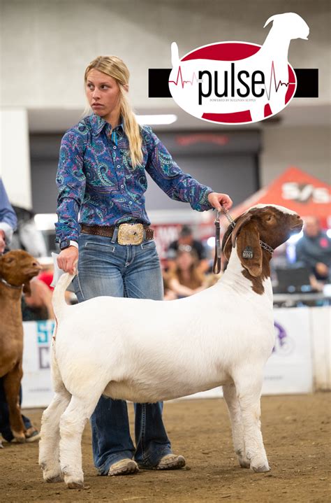 Boer Goat Nationals Junior Fullblood Does Overall Drive The Pulse