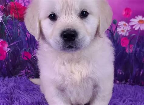 Registered English Cream Golden Retriever Puppies for Sale