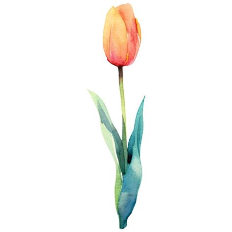 Flor de tulipán pintada en acuarela elemento de diseño dibujado a mano