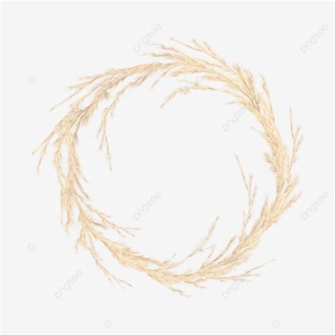 Pampas Grass Vector Hd Images Pampas Grass Golden Wreath Beautiful Autumn Illustration Png