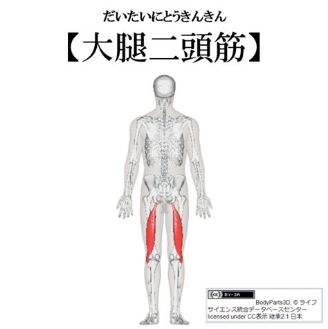 【大腿二頭筋（だいたいにとうきん）】 今浪勉の「わかりやすい」機能解剖学！イマナミー・解剖学！