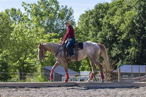 Clinton Anderson Method Trained Aphc Mare