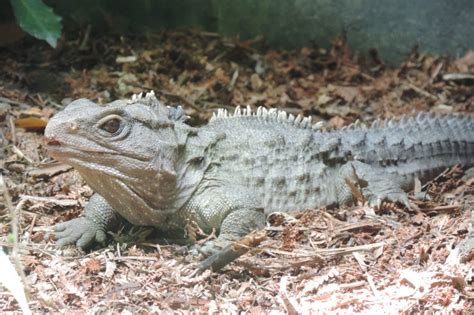 Tuatara Facts, Pictures, Video & In-Depth Info: Discover A Living Fossil