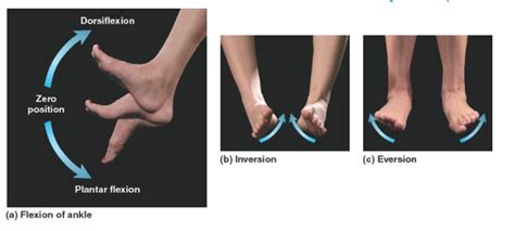 When Referring To The Ankle The Terms Dorsiflexion Plantarflexion