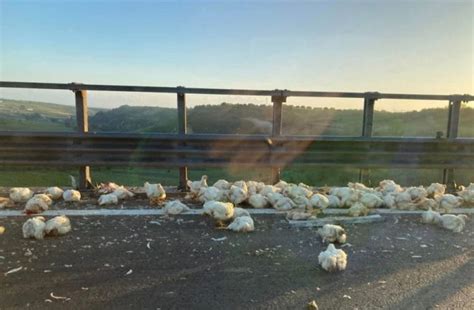 Camion Carico Di Polli Si Ribalta Strage Di Volatili In Autostrada E