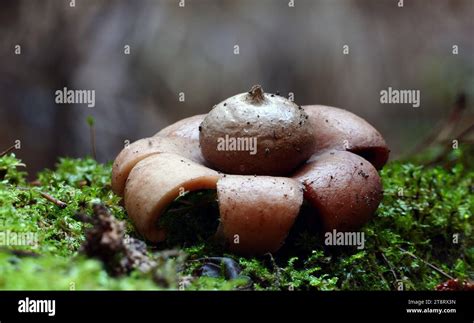 Geastrum Toiles De Terre Les Toiles De Terre Poussent Dans La