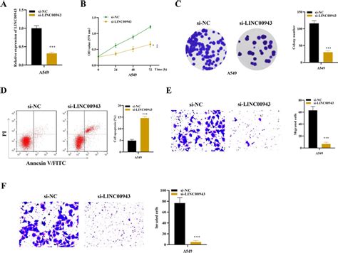 Linc00943 Facilitates Lung Adenocarcinoma Cell Proliferation