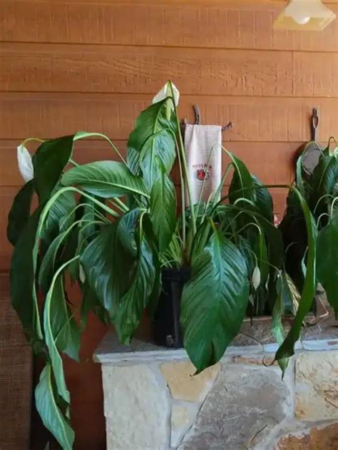 How To Revive A Gloomy Droopy Peace Lily Gardenine