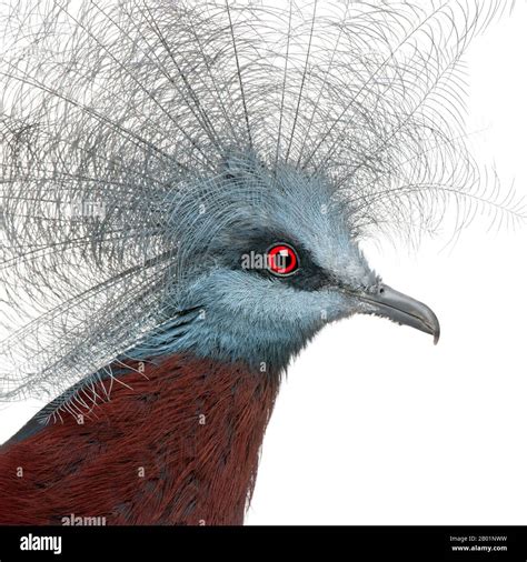 Southern Crowned Pigeon Drawings