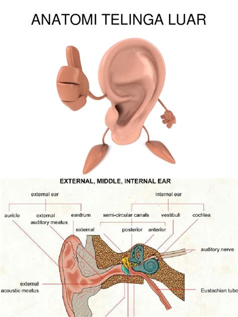 Anatomi Telinga Luar