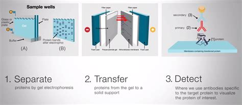 Western Blot Transfer Methods Thermo Fisher Scientific DE