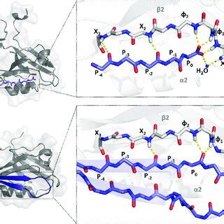 A X Ray Crystal Structure Of The Hp Domain Pdb Id Yrf B