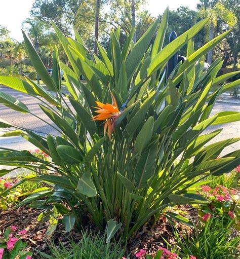 Strelitzia Bird Of Paradise Pot In Tropical Garden Plants