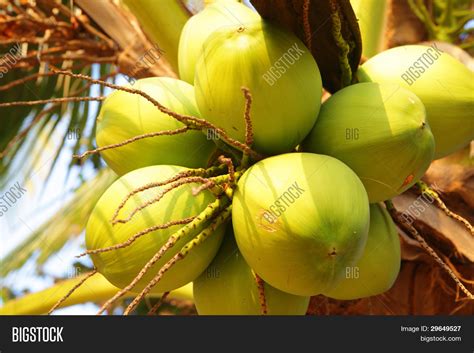 Clusters Coconuts Image And Photo Free Trial Bigstock