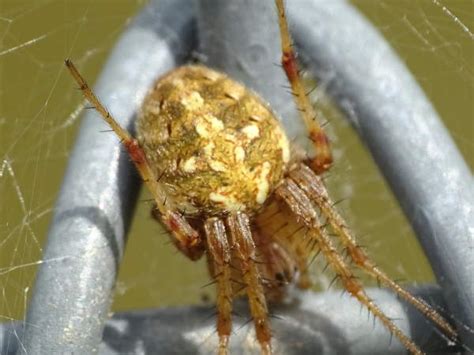 Identify Arizona Spiders