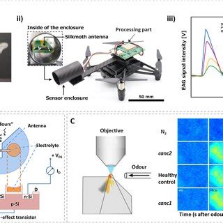 Pdf Insect Olfactory System Inspired Biosensors For Odorant Detection