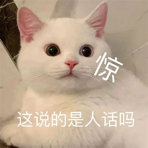 小猫咪惊 这说的是人话吗表情包表情包图片动图 求表情网斗图从此不求人