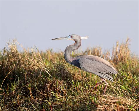 Merritt Island NWR FL | WP3 Photography