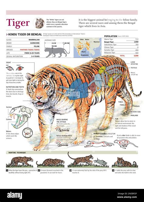 Bengal Tiger Diagram