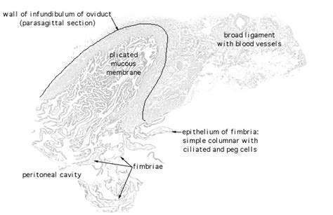 HLS [ Female Reproductive System, oviduct; infundibulum and fimbria] LOW MAG labeled