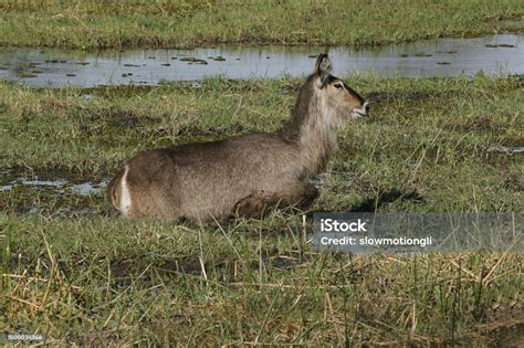 Common Waterbuck Kobus Ellipsiprymnus Female Standing In Khwai River