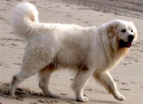 Herding Dogs List Of All Herding Dog Breeds K9 Research Lab