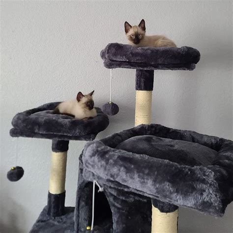 Kitty Conundrum: Deciding Between The Best Cat Trees for Multiple Cats