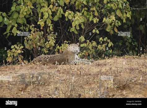 Sri Lankan leopards in the wild. Visit Sri Lanka Stock Photo - Alamy