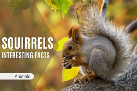 Interesting And Fun Facts About Squirrels You Need To Know Addnovum